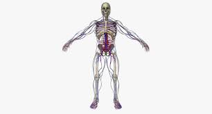 Circulatory System With Skeleton By Dcbittorf You Can Buy This 3d Model For 399 On Https Www Cgtrader 3d Model Character Circulatory System 3d Model