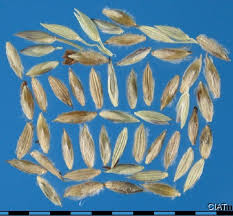 Image result for Digitaria bidactyla