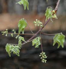 Image result for Commiphora mossambicensis