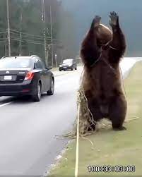 On the highway, I saw a bear tangled in a net — I stopped to help, but what  happened next left me speechless 😱😱 Early this morning, I was driving  down an