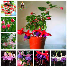 Many rare and unusual varieties sold. 50pcs Fuchsia Tree Seeds Pure Bonsai