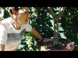 The pulpy interior is snow white with a cotton candy texture and a sweet flavor reminiscent of vanilla ice cream. How To Grow Ice Cream Beans In Perth Western Australia Youtube