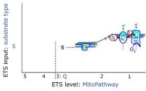 Roberto gonçalves de freitas filho pi. Succinate Pathway Bioblast