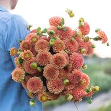 See reviews, photos, directions, phone numbers and more for the best dry cleaners & laundries in scottsdale, az. Dahlia Amber Queen Dahlia Flower Lover Flower Farm