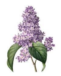 Printable Purple Lilacs Antique Flower Illustration Etsy Flower Illustration Lilac Flowers Lilac Tattoo