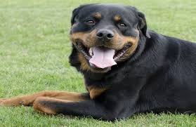 Pet Food Products Supplies At Low Prices Free Shipping Chewy Com Rottweiler Dog Dog Stock Images Dogs