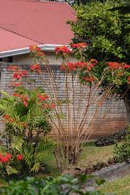 Maybe you would like to learn more about one of these? Euphorbia Pulcherrima Bird Of Paradise Flower Christmas Flower Flame Leaf Flower Lobster Flower Poinsettia North Carolina Extension Gardener Plant Toolbox
