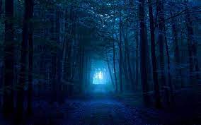 Dark Forest Blue Forest Forest Images Forest Wallpapers