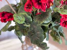 Image result for Geranium
