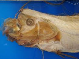 Binatang apa pelik dan aneh sangat ni? Herring King Ikan Terpanjang Siapa Raja Herring Dan Apakah Dia Benar Benar Muncul Sebelum Tsunami Raja Herring