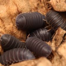 Image result for Alinula sp.