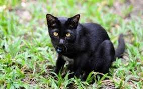 The siamese is considered to be one of the oldest of the oriental/asian cat breeds, and it is believed that the origins of siamese cats originated from thailand, formally known as siam. 15 Asian Cat Breeds