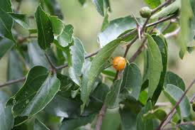 Image result for Celtis zenkeri