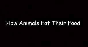 We did not find results for: How Animals Eat Their Food 9 Gifs I Can Has Cheezburger