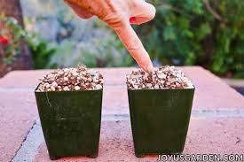 Best cat grass kits and seeds for munching and nibbling. How To Grow Cat Grass Indoors So Easy To Do From Seed