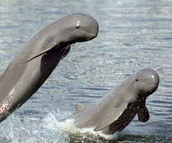Dolphin Sanctuary In Puri Dolphins Animals River Dolphin