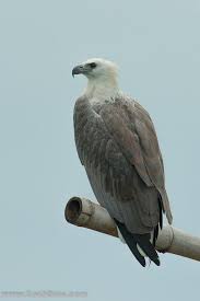 The Usa Pentagon Ahahahahahahahahahahahahahahaha Lets Get Them My Eagle Law Departments Crazy White Bellied Sea Eag Pet Birds Beautiful Birds Sea Eagle