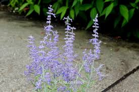 Image result for Perovskia atriplicifolia lacey blue lisslitt photo