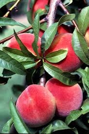 Texas fruit trees ty ty nursery offers a wide selection of fruit trees suitable for the texas usda climate zones. Chilling Requirements Of Fruit Trees Neil Sperry S Gardens