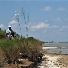 Image result for Chlorophytum burundiense