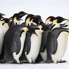 Image result for penguin