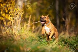 Red American Staffordshire Terrier With Cropped Ears Walks Outdoor.. Stock Photo, Picture And Royalty Free Image. Image 114580524.