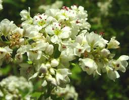 Image result for Fagopyrum esculentum