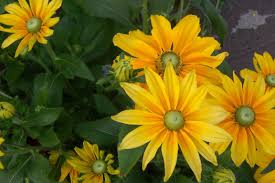 Pin On Flowering Plants