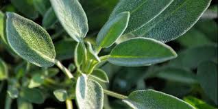 Research published in malaria journal found that it's about 40 percent effective at keeping mosquitos at bay, which is better than nothing. 8 Best Mosquito Repellent Plants Plants That Keep Mosquitos Away Naturally