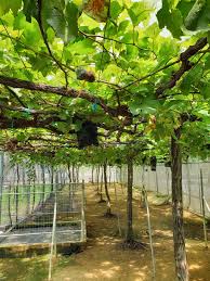 Kandungan 20 tempat menarik di perlis 9) taman anggur perlis gerai makan yang terletak di dalam ladang nipah ini menjadi tarikan unik pengunjung dalam dan. Taman Anggur Perlis Atau Perlis Vineyard