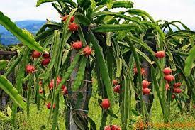 To support a small dragon fruit plant, you can use some supporting bamboo sticks so they won't fall over. 4 Plant Dragon Fruit Edgar S Baby Deep Red Four Live Plants Outdoor Garden 2 Pot Plantdragonfruitedgars Dragon Fruit Plant Plants Dragon Fruit Benefits