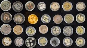 Solazola fansly she happens to be an attractive elegant