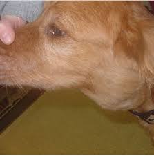 A persistent sore throat or a sensation of something sticking in the throat that doesn't go away can be a sign of laryngeal cancer above the vocal cords, smith says. Causes Of A Lump On A Dog S Throat Dog Discoveries