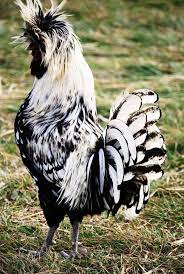 silver laced polish rooster probably the most beautiful chicken i ve ever seen beautiful chickens chickens backyard fancy chickens