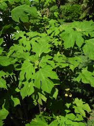 Image result for Tithonia