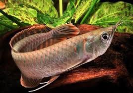 The Super Aggressive Arowana I Would Have One Of These But They Need A Lot Of Tank Space And Preferably No Tank Mates Or Sub Fish Care Betta Fish Care Fish
