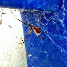 Treebark termite and pest control has pest control experts who provide quality work and customer service. Pest Control In Los Angeles Yelp