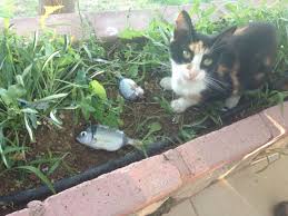 Balik Yakalamaninda Bir Anlami Olmali Su Hayatta Kedi Balik Hayat