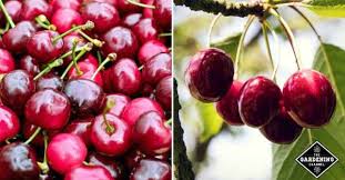 When you plant your tree, the best time of the year is in the spring. How To Grow Cherry Trees From Pits Gardening Channel