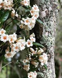 Image result for Rothmannia macrosiphon