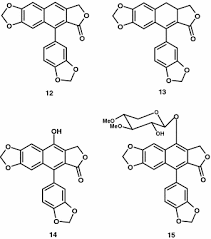 Image result for Cleistanthus schlechteri