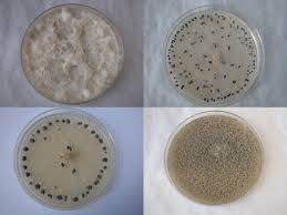 Image result for Botrytis cinerea