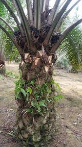 Check 'kelapa sawit' translations into english. Pelepah Kelapa Sawit In English Bernas Agricultural Research Journal