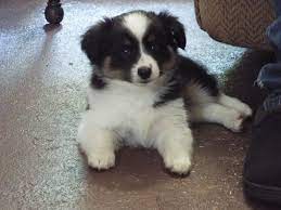 Also it grows fast and in few months will be back to long again. Mytoyaussie Com My Toy Aussie Com Toy Australian Shepherd Breeder In Michigan 231 Australian Shepherd Breeders Australian Shepherd Dog Breeding Business