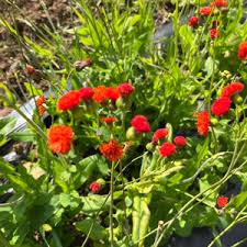 Image result for Emilia coccinea