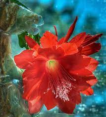 Horse Flower Horse Flowers Flowers Love Flowers