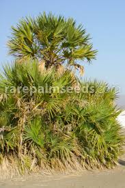 Image result for Hyphaene