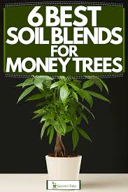 Water thoroughly, if you can it is a good idea to immerse your tree in water, leave it there until the bubbles stop comming out of the soil. 6 Best Soil Blends For Money Trees Garden Tabs