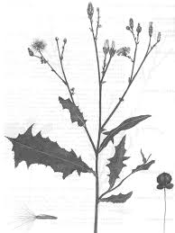 Image result for Launaea cornuta