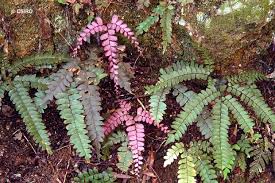 Image result for Adiantum vogelii